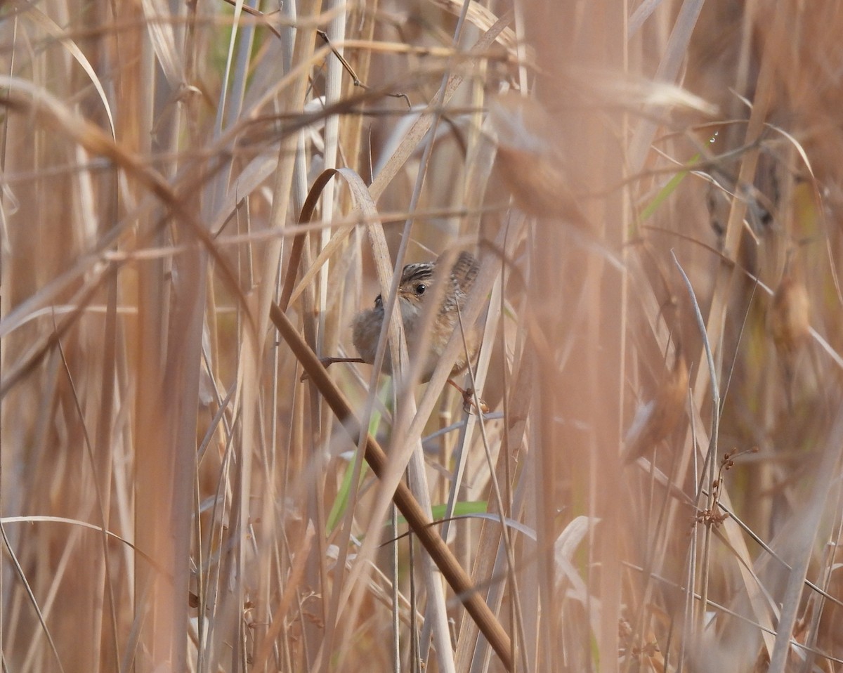 Sedge Wren - ML644087295