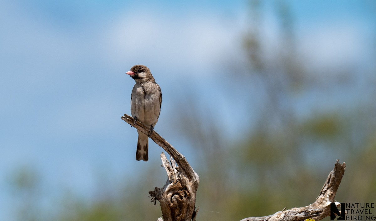 Grand Indicateur - ML644087296