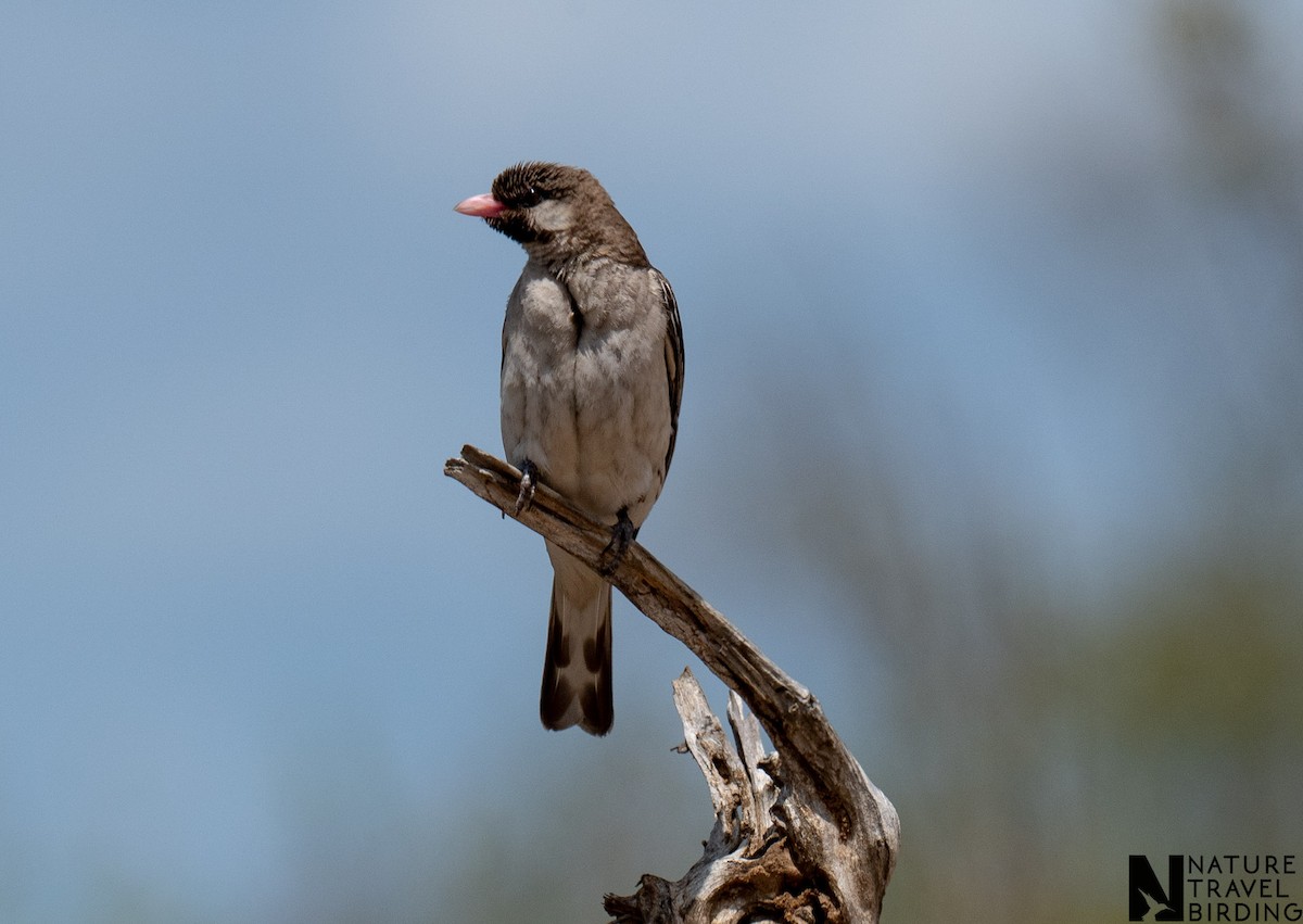 Grand Indicateur - ML644087297