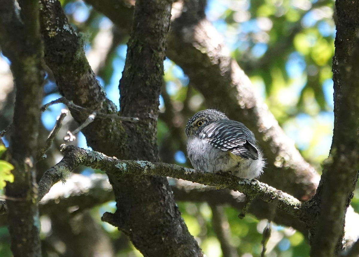 Collared Owlet - ML644087300