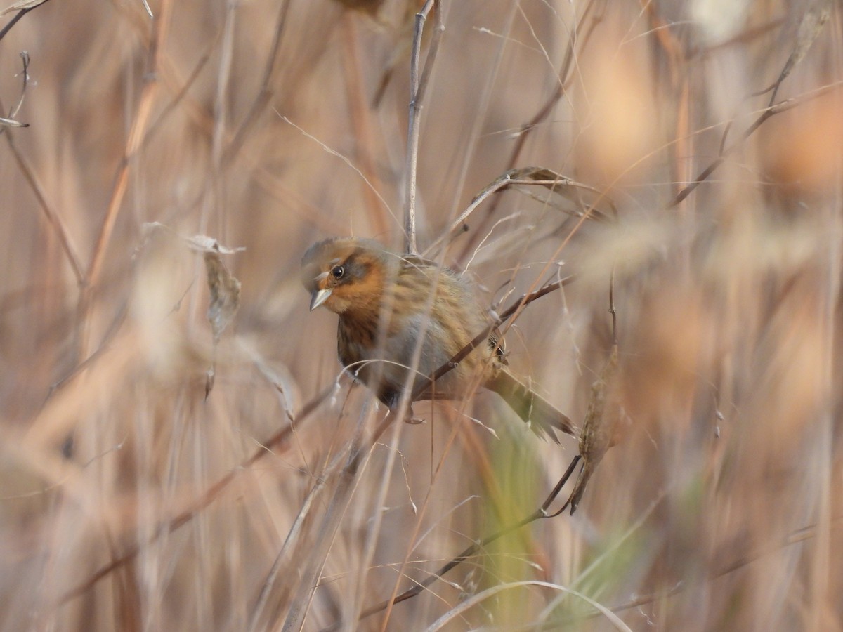 Nelson's Sparrow - ML644087301