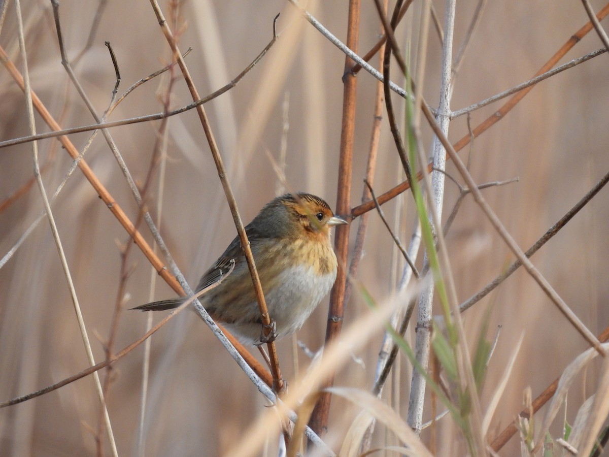 Nelson's Sparrow - ML644087302