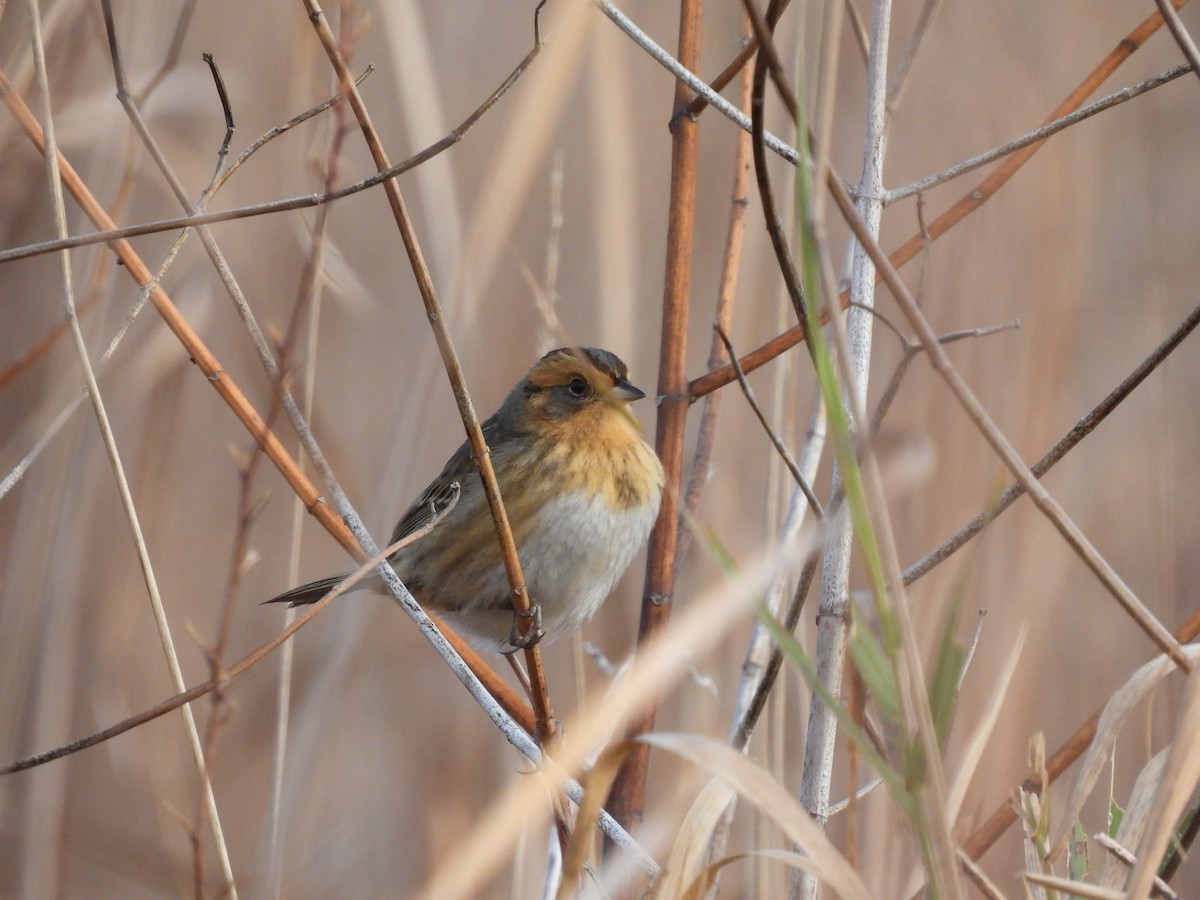 Nelson's Sparrow - ML644087303