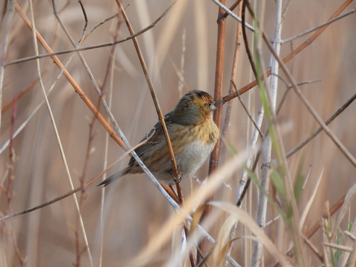 Nelson's Sparrow - ML644087304