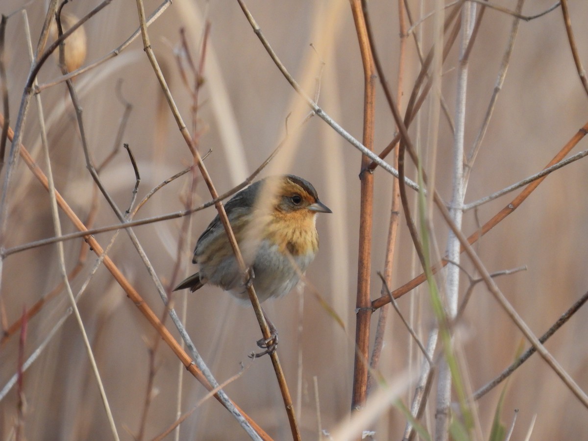 Nelson's Sparrow - ML644087305