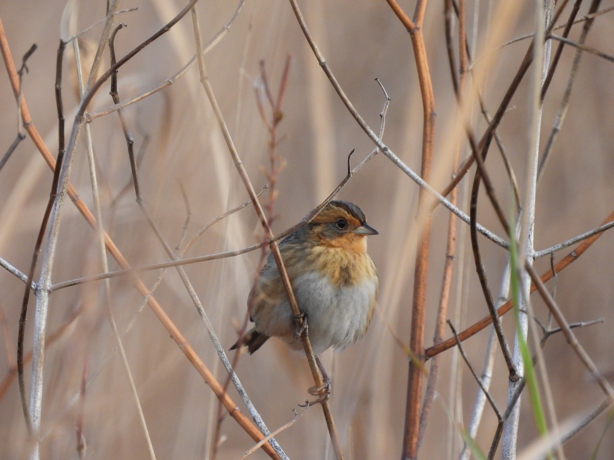 Nelson's Sparrow - ML644087306