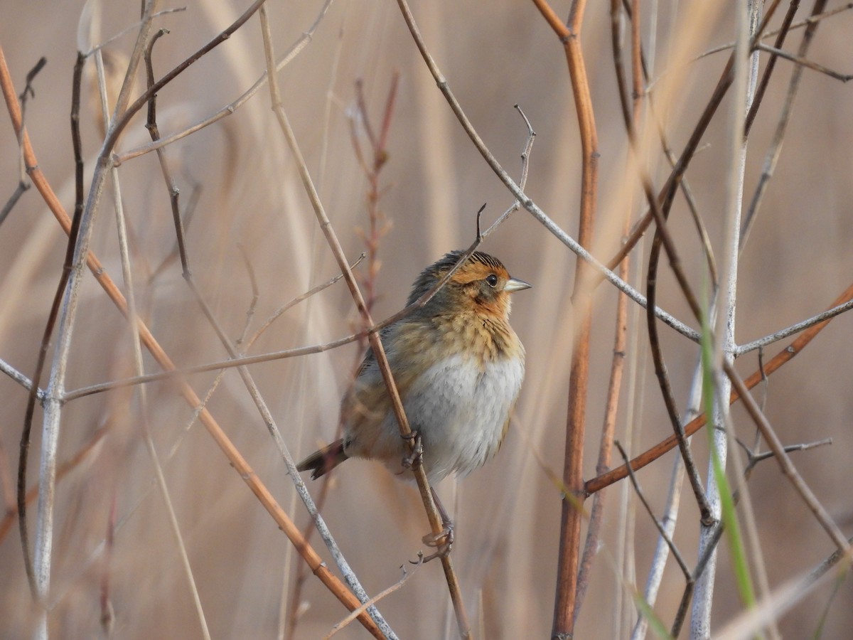 Nelson's Sparrow - ML644087307