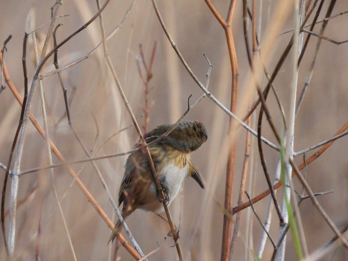 Nelson's Sparrow - ML644087308