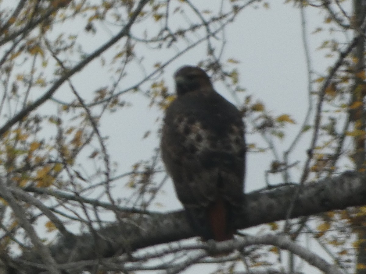 Red-tailed Hawk - ML644087318