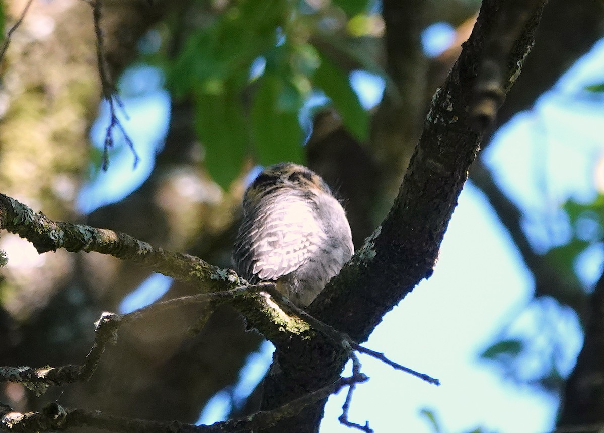 Collared Owlet - ML644087319