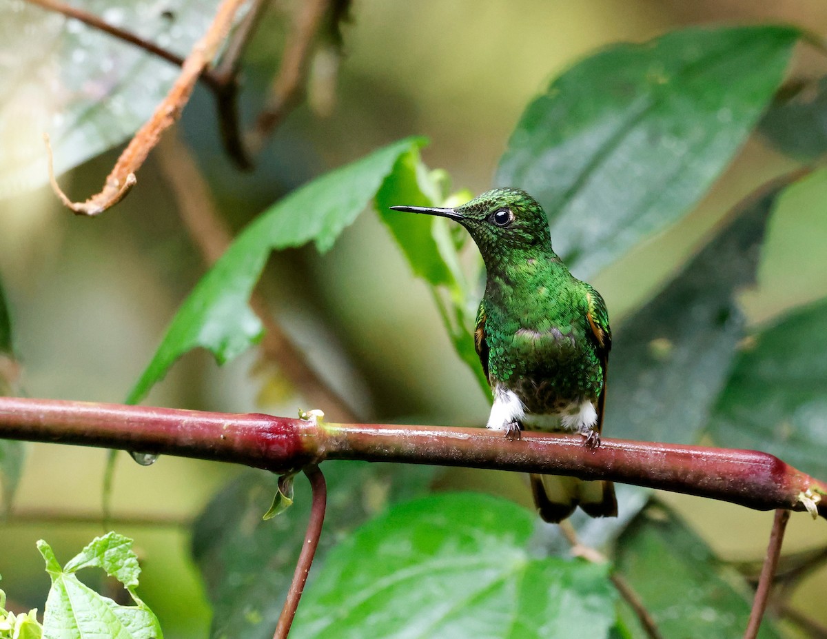 Buff-tailed Coronet - ML644087320