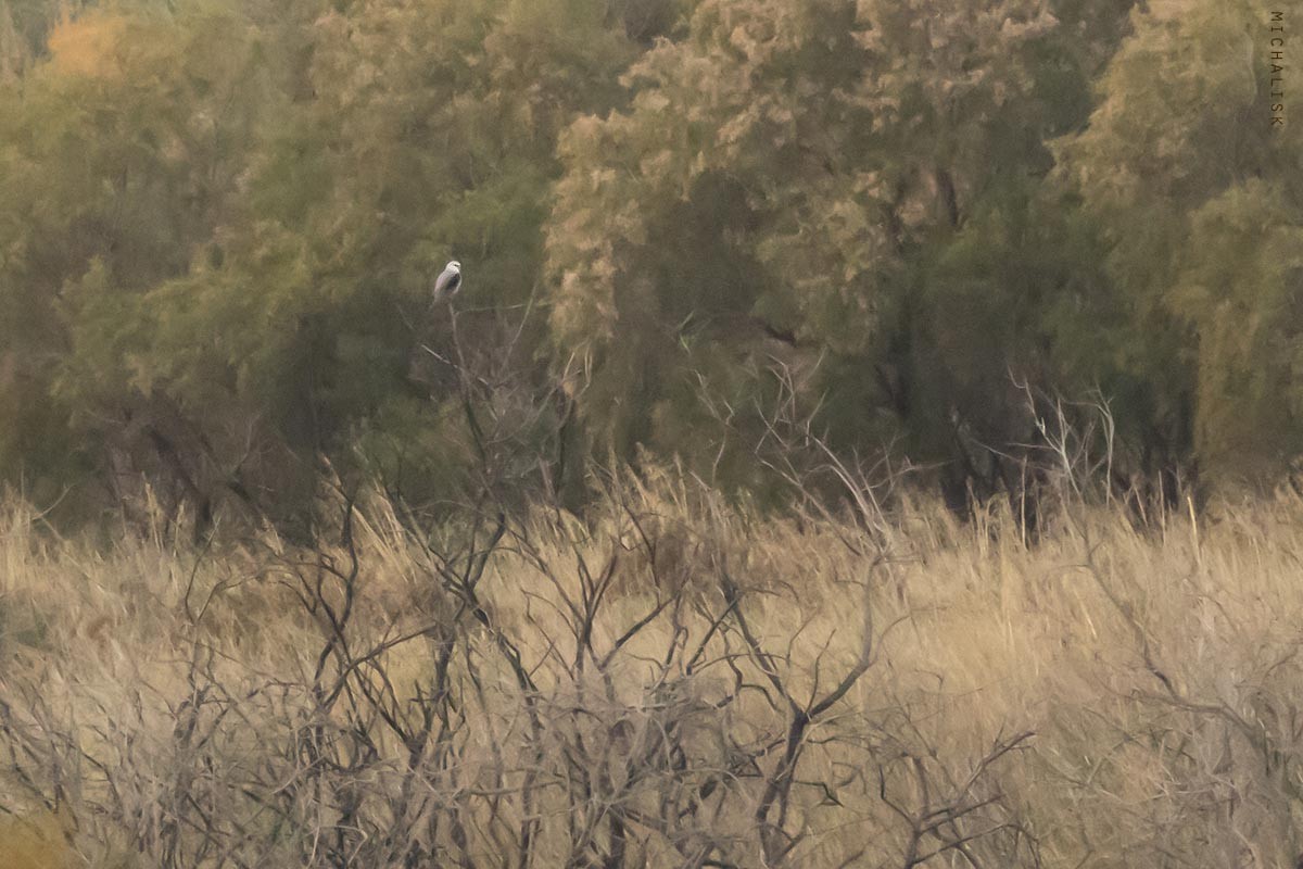 Black-winged Kite - ML644087324