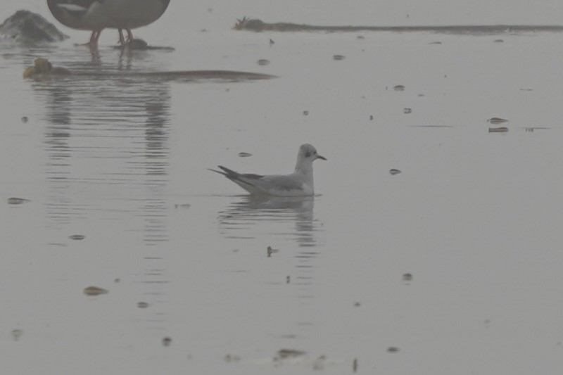 Bonaparte's Gull - ML644087325