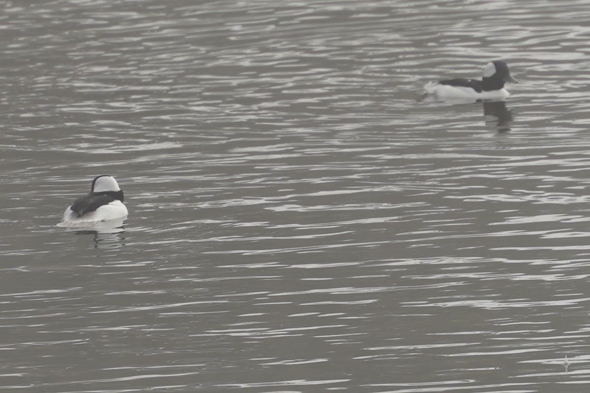 Bufflehead - ML644087335