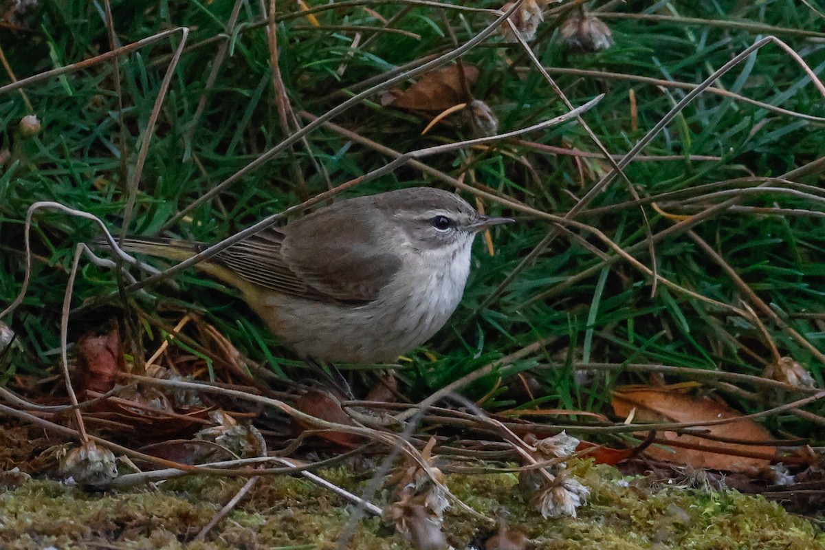 Palm Warbler (Western) - ML644087340