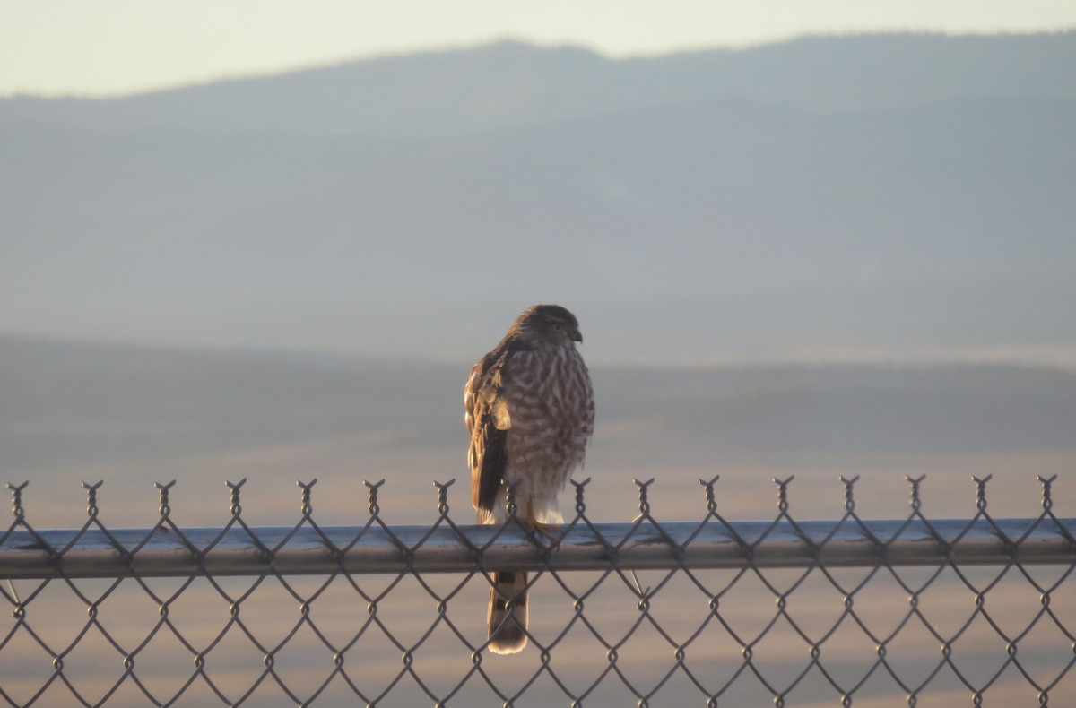 Merlin - ML644087341