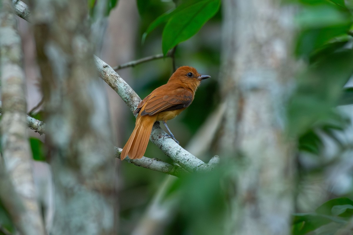 Cinnamon Attila - ML644087345