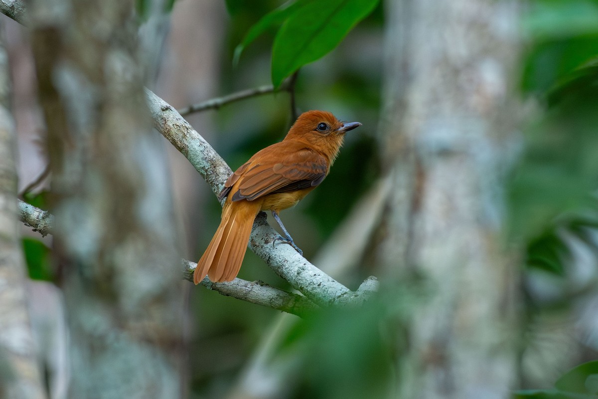 Cinnamon Attila - ML644087346