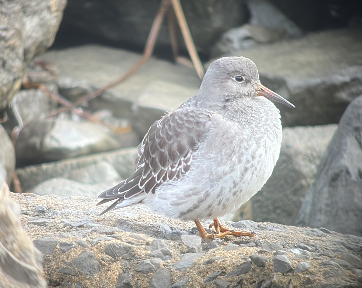 Purple Sandpiper - ML644087347
