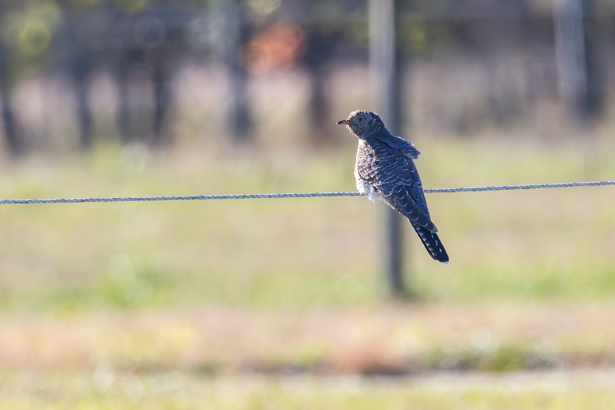 Common Cuckoo - ML644087348