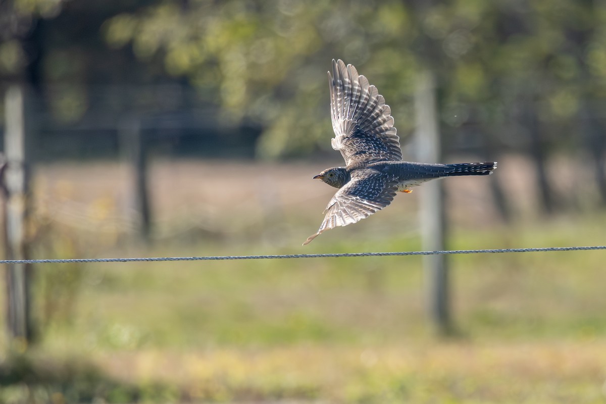 Common Cuckoo - ML644087349
