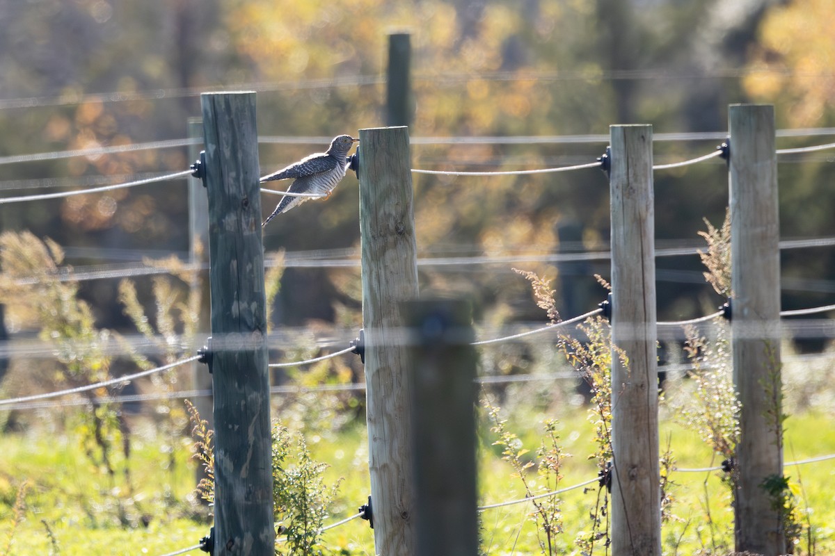 Common Cuckoo - ML644087350