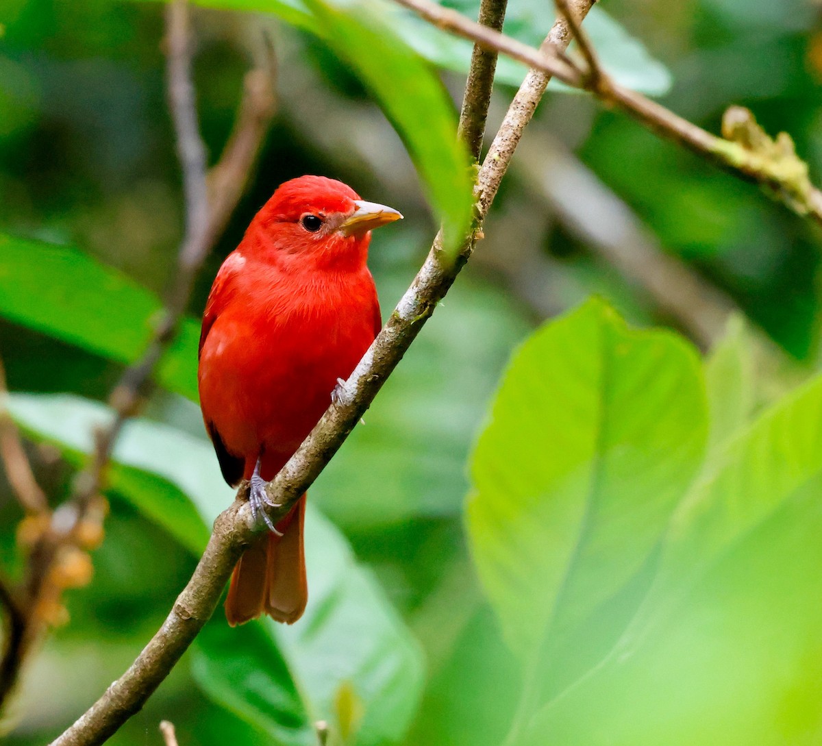 Summer Tanager - ML644087351