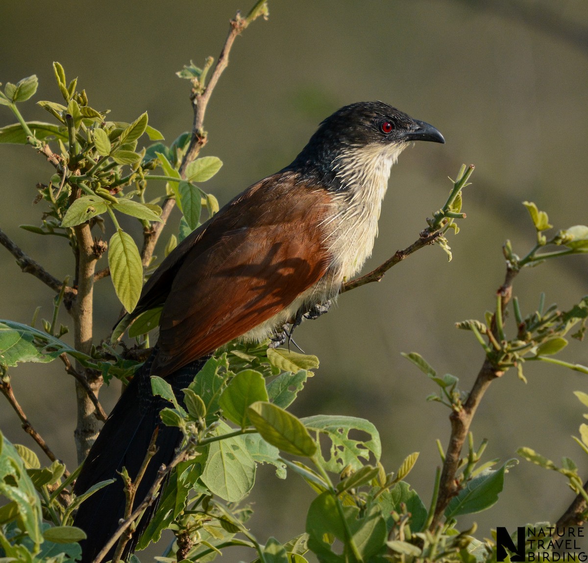 Burchell's Coucal - ML644087352
