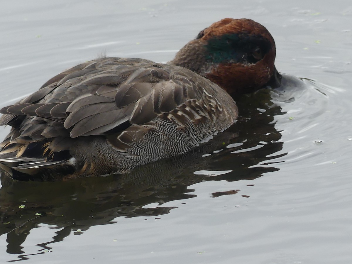 Green-winged Teal - ML644087353