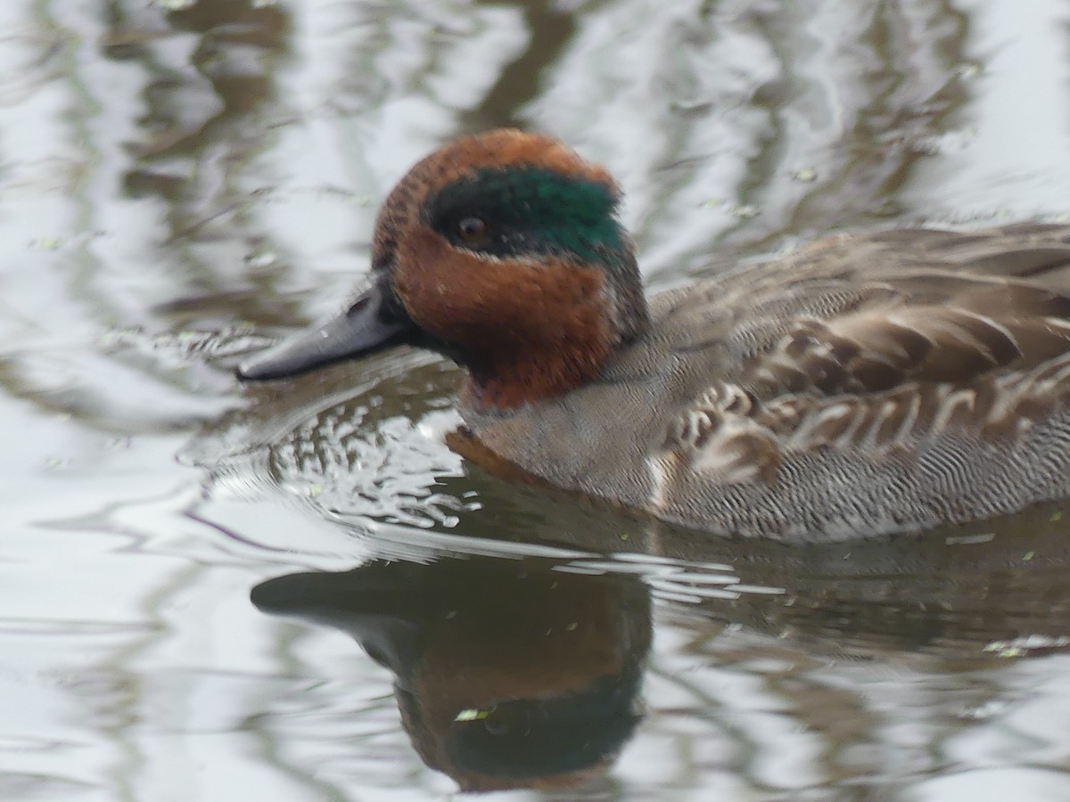 Green-winged Teal - ML644087354