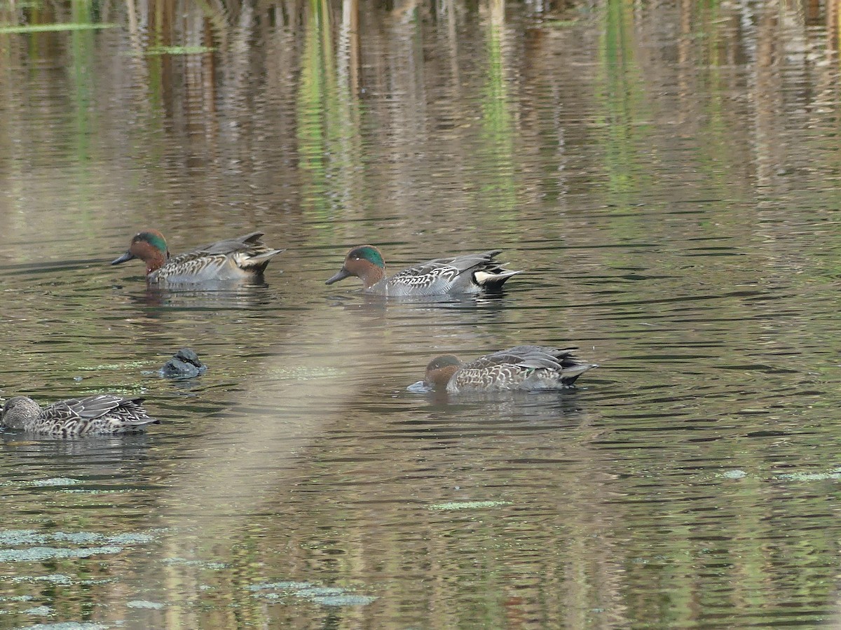 Green-winged Teal - ML644087355