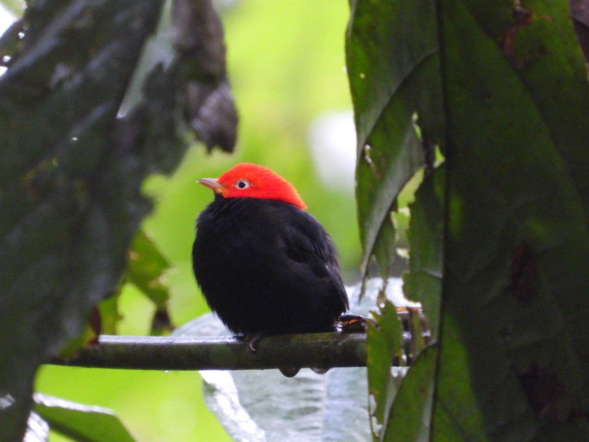 Red-capped Manakin - ML644087356