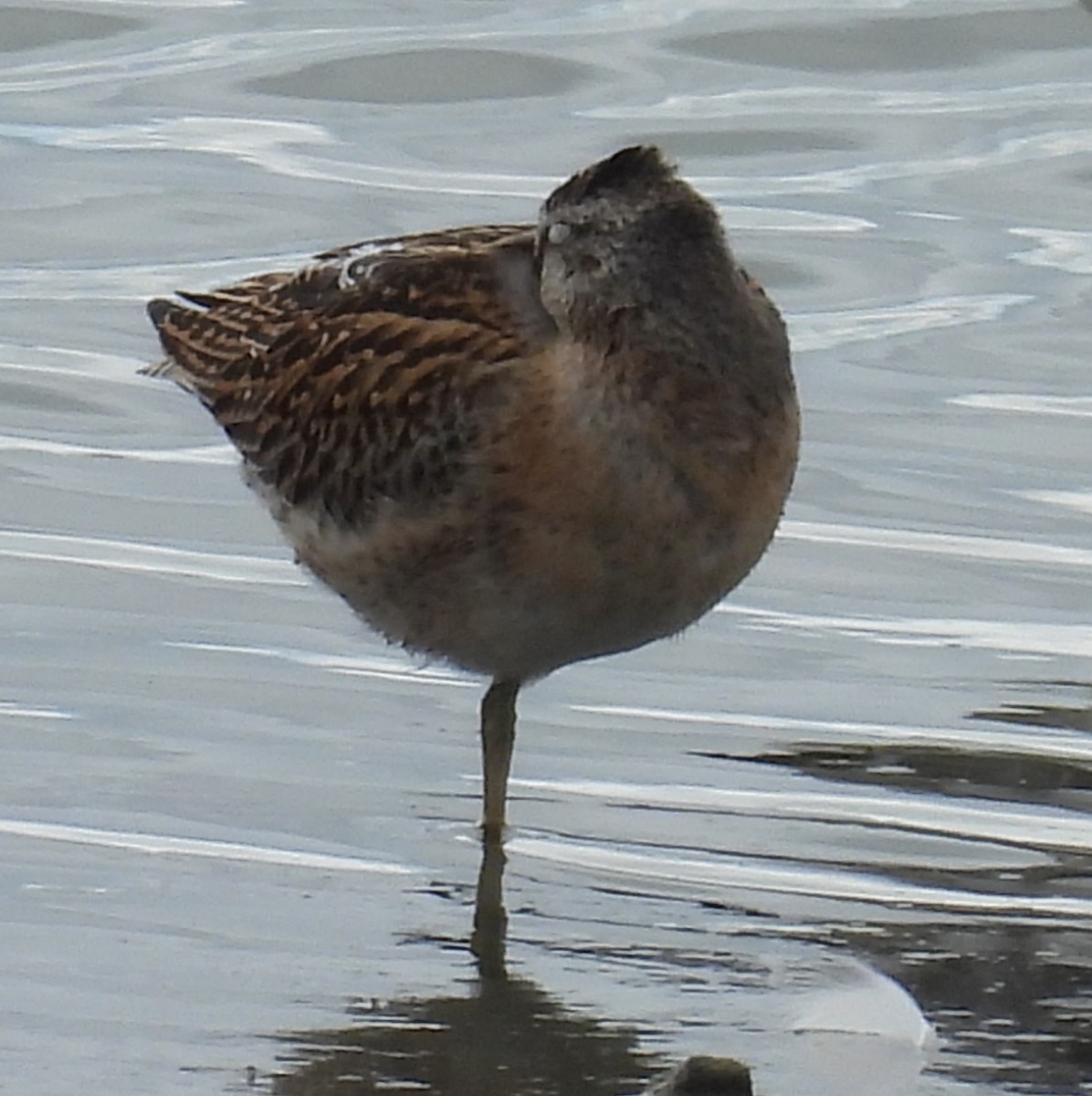 Short-billed Dowitcher - ML644087357