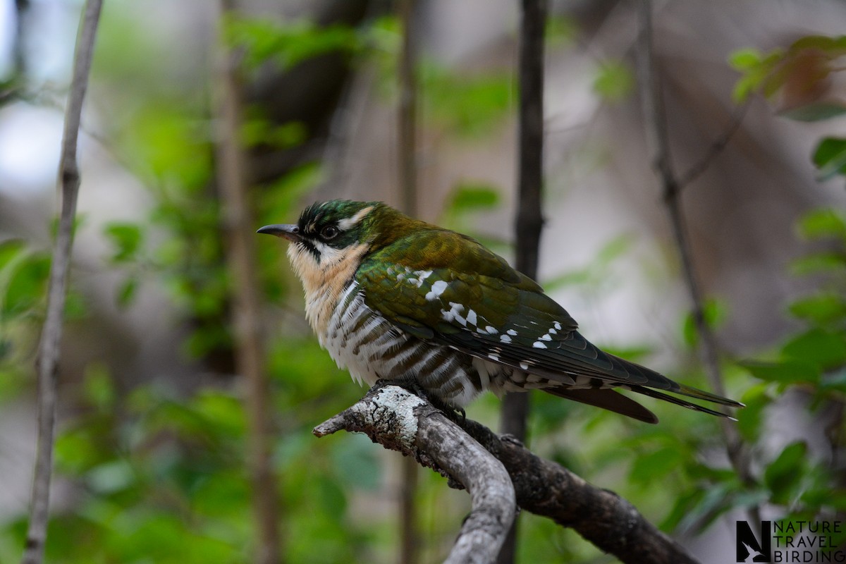Dideric Cuckoo - ML644087361