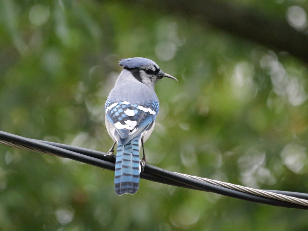 Blue Jay - ML644087362