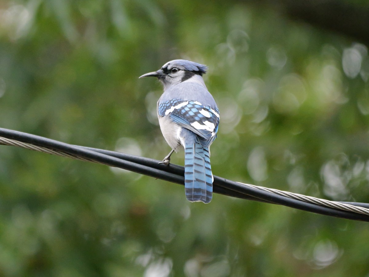 Blue Jay - ML644087363