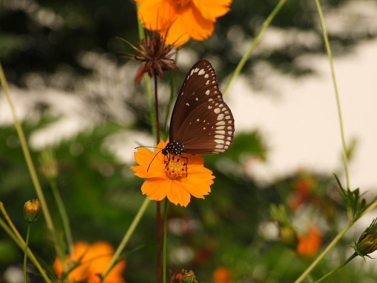 Common Crow Butterfly - ML644087364