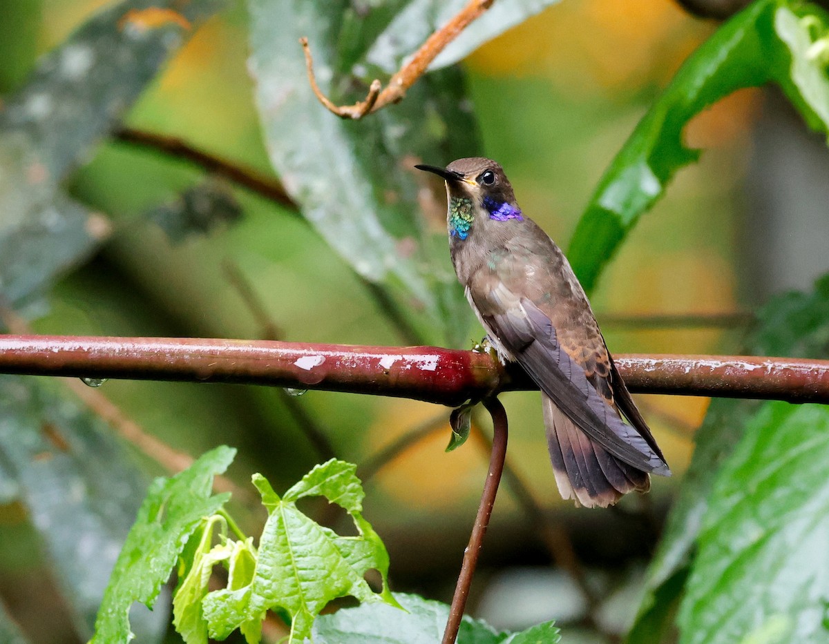 Brown Violetear - ML644087365