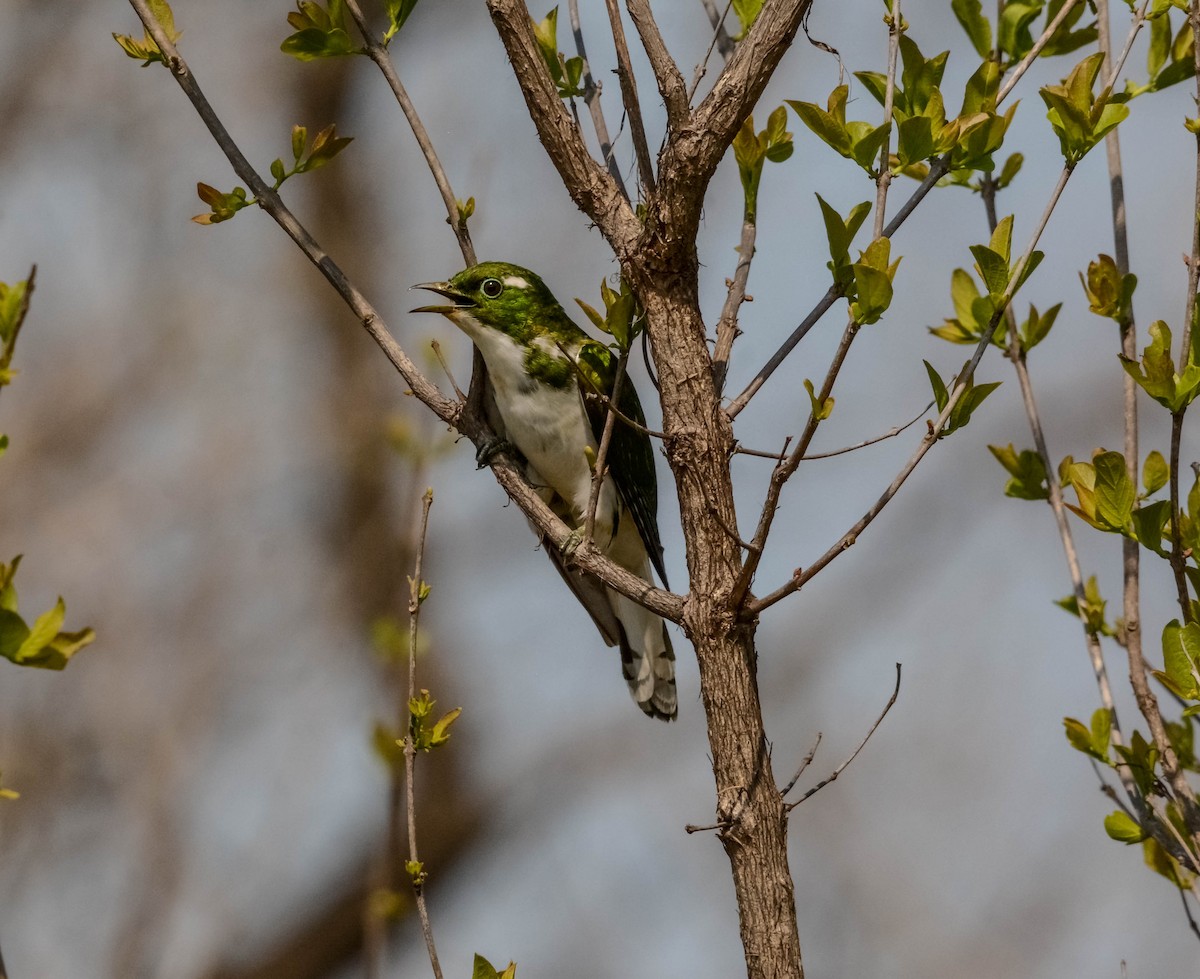 Klaas's Cuckoo - ML644087366