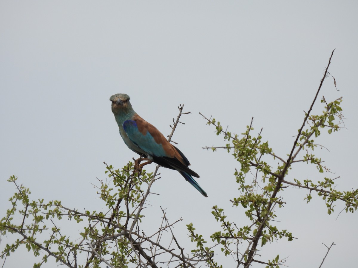 European Roller - ML644087367