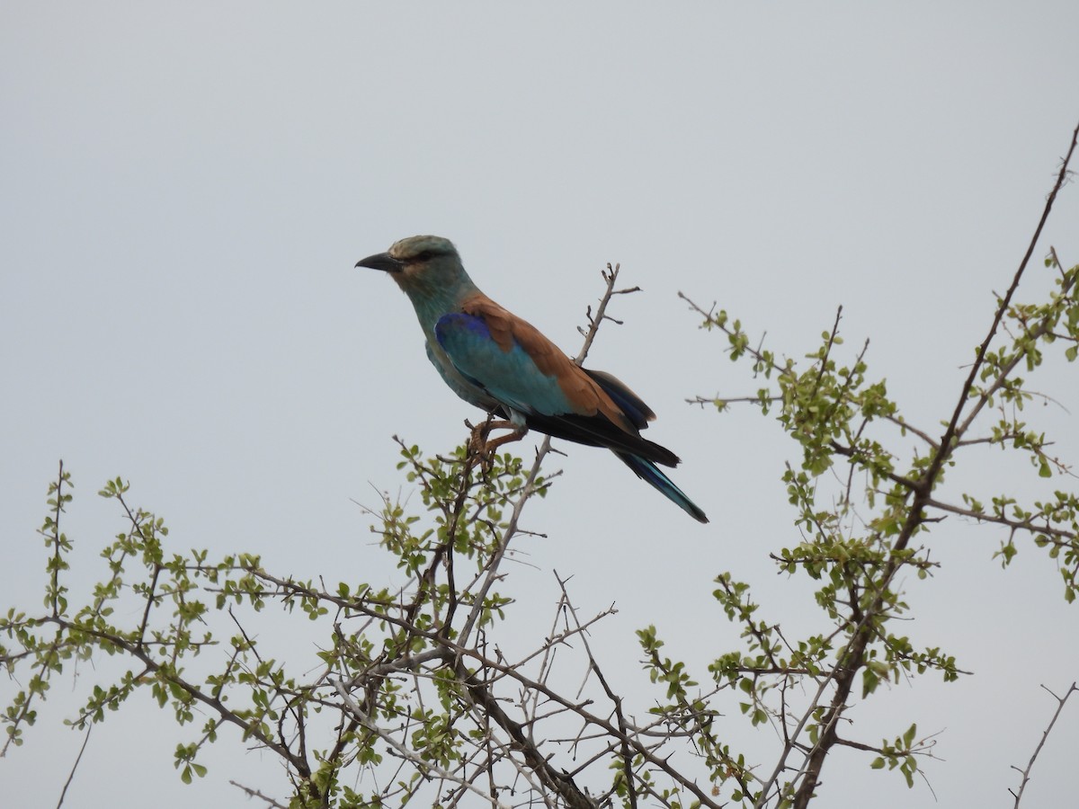 European Roller - ML644087368