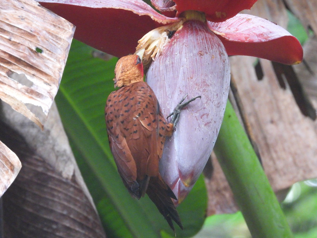 Chestnut-colored Woodpecker - ML644087369