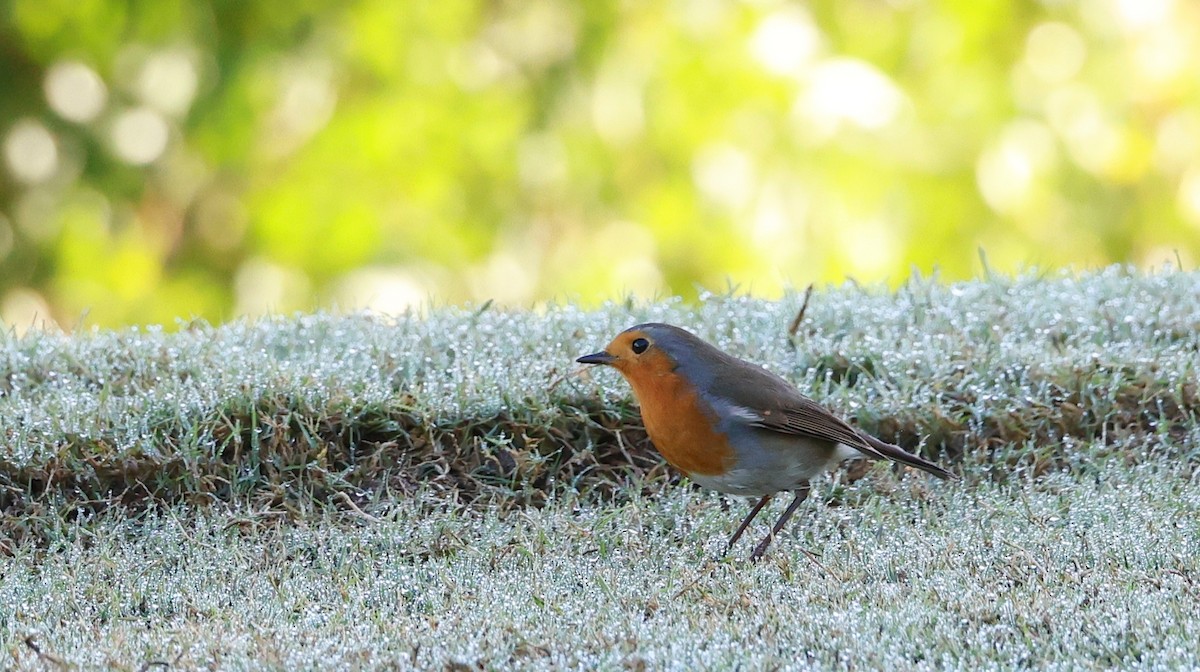 European Robin - ML644087371