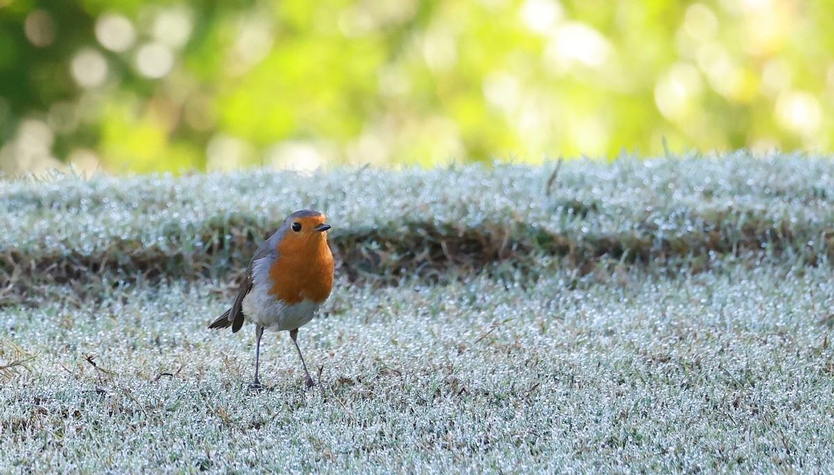 European Robin - ML644087372