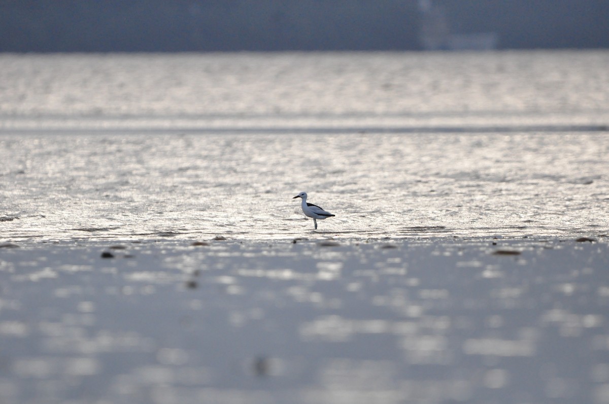 Crab-Plover - ML644087373