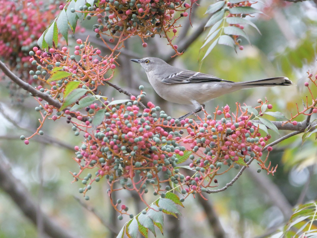 Northern Mockingbird - ML644087377