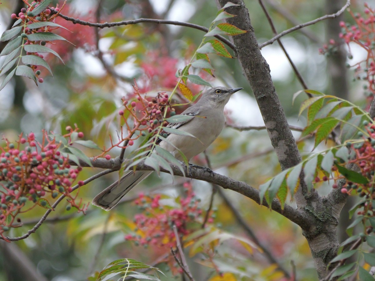 Northern Mockingbird - ML644087378