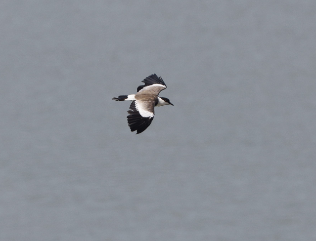 Spur-winged Lapwing - ML644087380