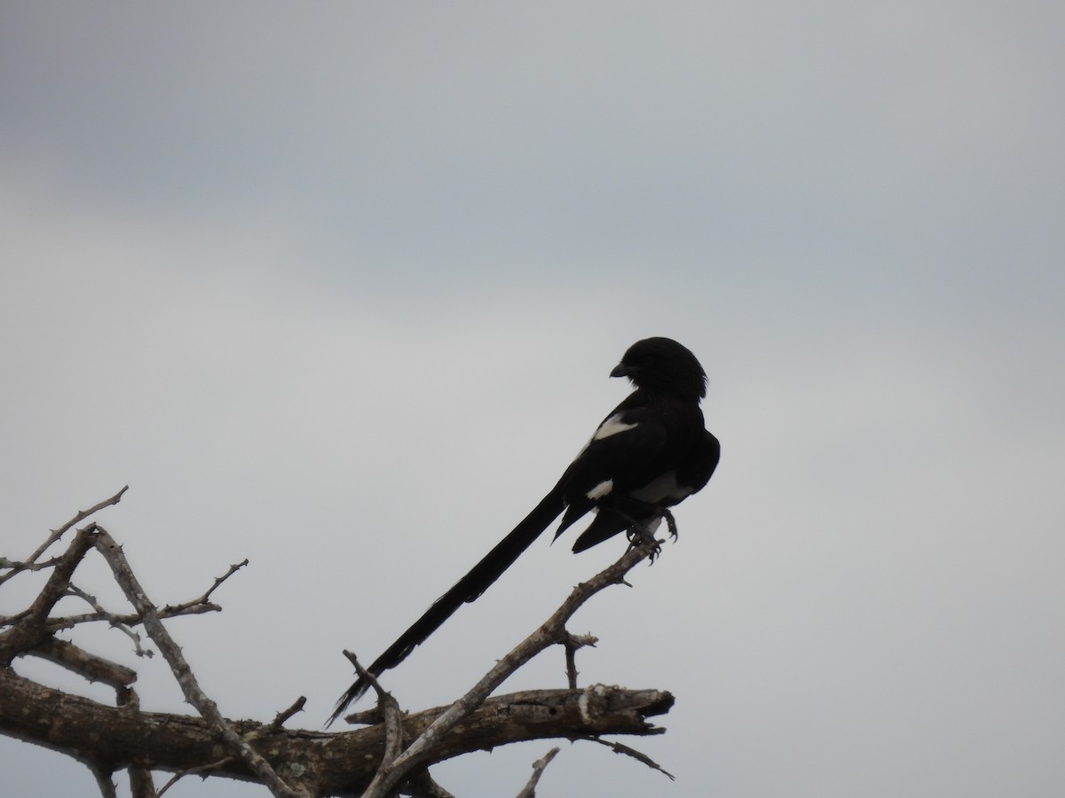 Magpie Shrike - ML644087381