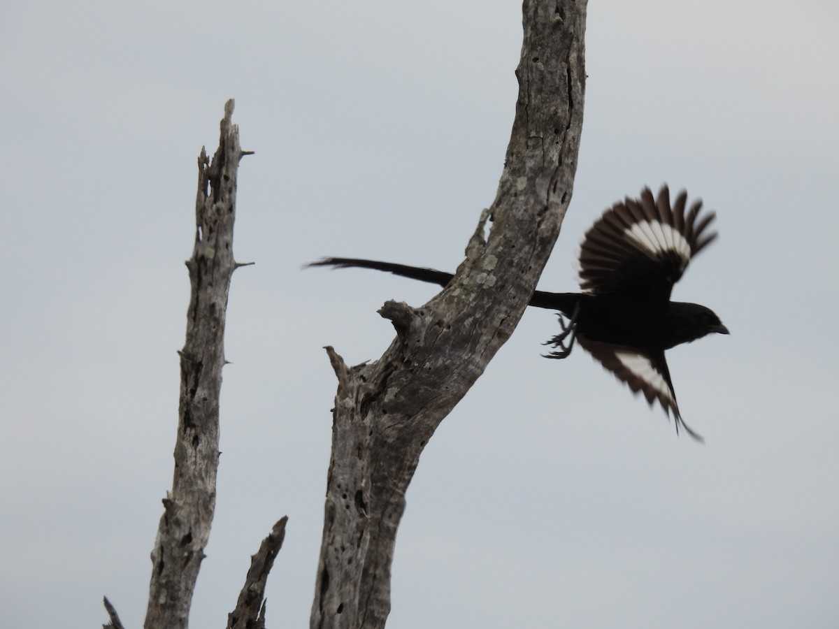 Magpie Shrike - ML644087382